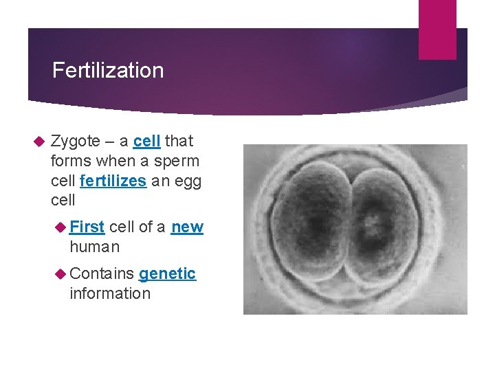 Fertilization Zygote – a cell that forms when a sperm cell fertilizes an egg