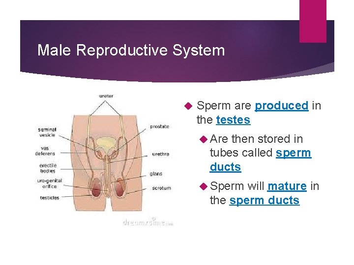 Male Reproductive System Sperm are produced in the testes Are then stored in tubes