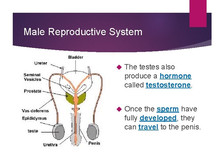 Male Reproductive System The testes also produce a hormone called testosterone. Once the sperm