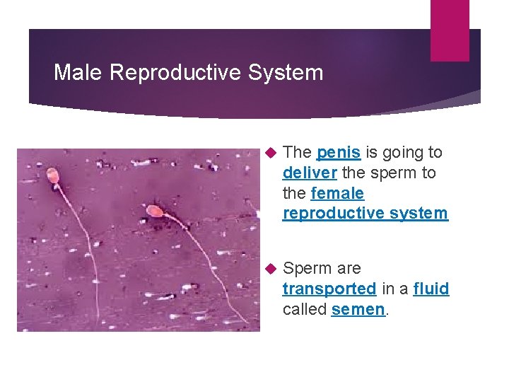 Male Reproductive System The penis is going to deliver the sperm to the female