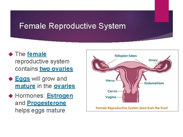 Female Reproductive System The female reproductive system contains two ovaries Eggs will grow and