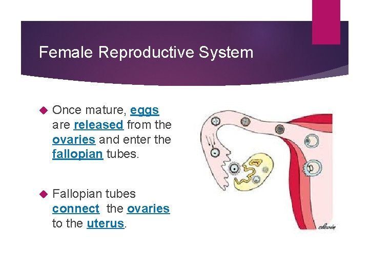 Female Reproductive System Once mature, eggs are released from the ovaries and enter the