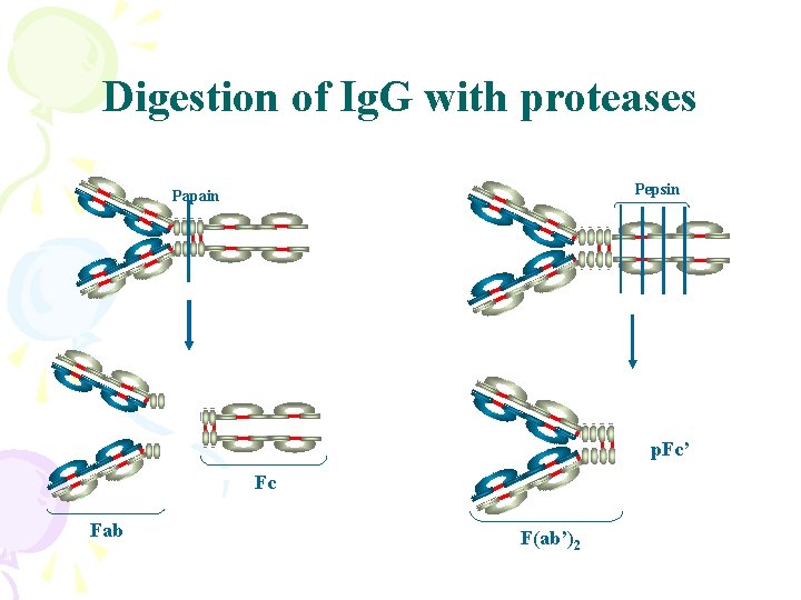 Digestion of Ig. G with proteases Pepsin Papain p. Fc’ Fc Fab F(ab’)2 