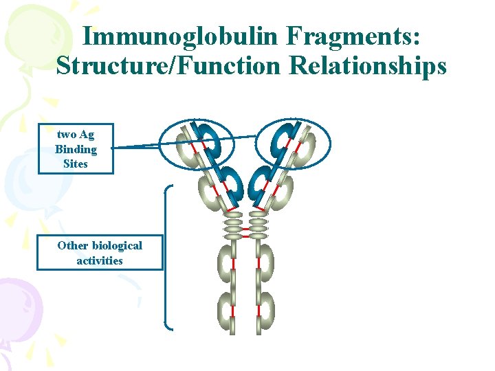Immunoglobulin Fragments: Structure/Function Relationships two Ag Binding Sites Other biological activities 