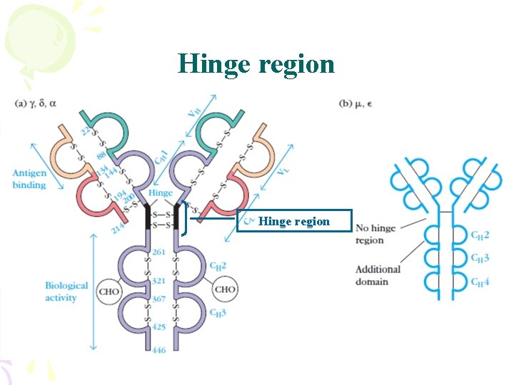 Hinge region 