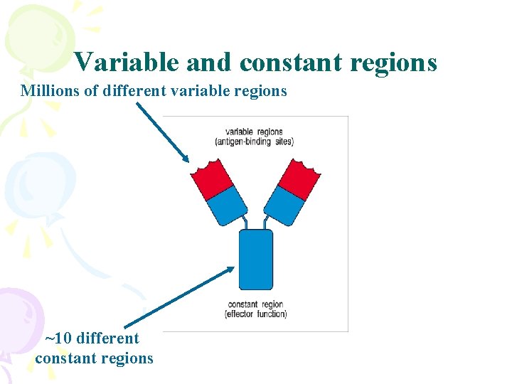 Variable and constant regions Millions of different variable regions ~10 different constant regions 