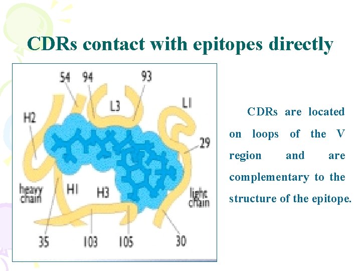 CDRs contact with epitopes directly CDRs are located on loops of the V region