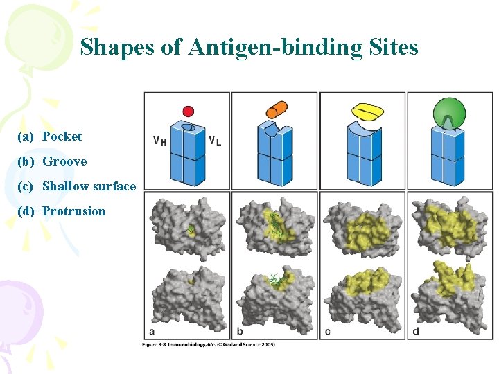 Shapes of Antigen-binding Sites (a) Pocket (b) Groove (c) Shallow surface (d) Protrusion 