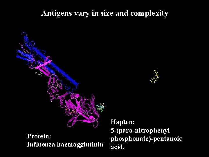 Antigens vary in size and complexity Protein: Influenza haemagglutinin Hapten: 5 -(para-nitrophenyl phosphonate)-pentanoic acid.