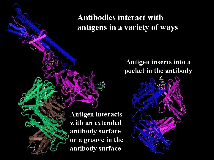 Antibodies interact with antigens in a variety of ways Antigen inserts into a pocket