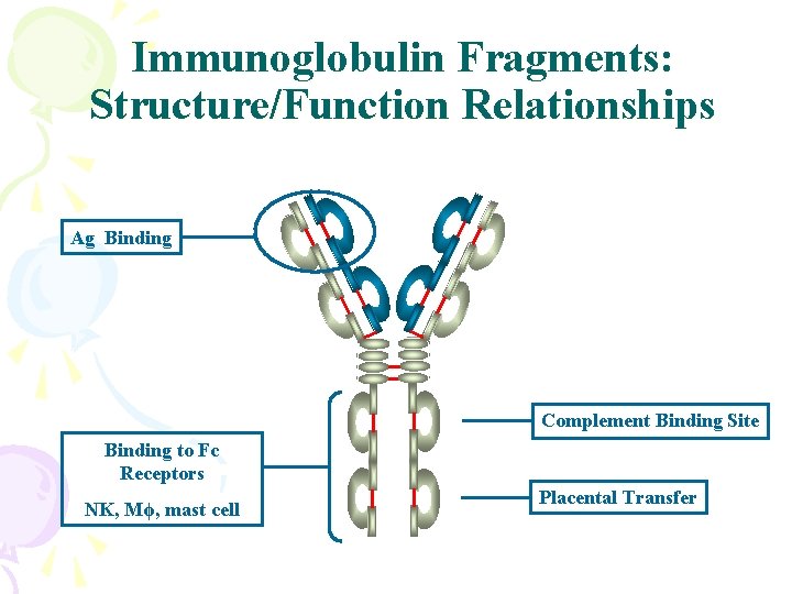 Immunoglobulin Fragments: Structure/Function Relationships Ag Binding Complement Binding Site Binding to Fc Receptors NK,