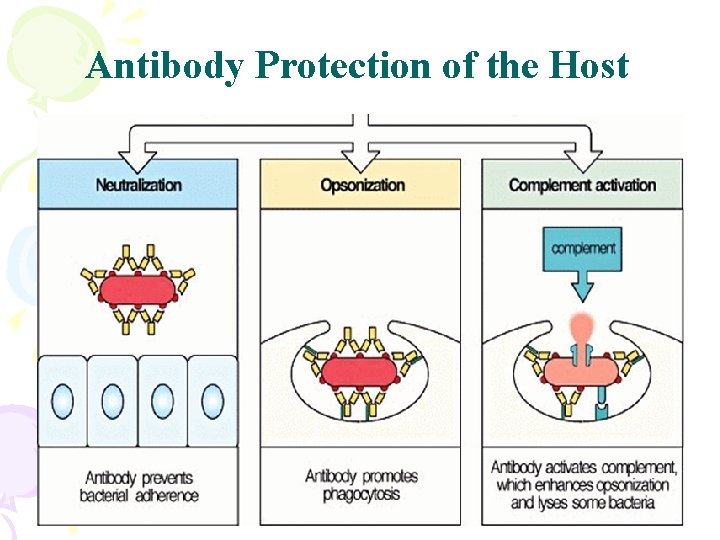 Antibody Protection of the Host 