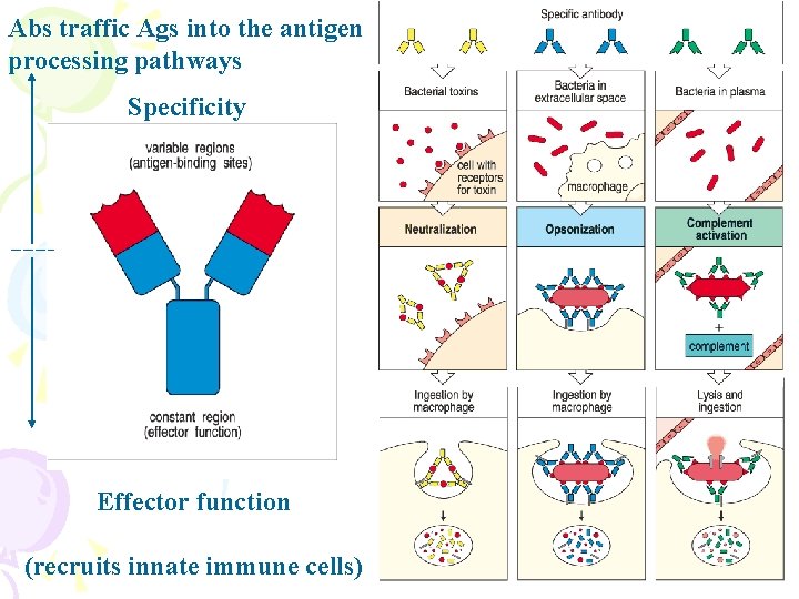 Abs traffic Ags into the antigen processing pathways Specificity Effector function (recruits innate immune