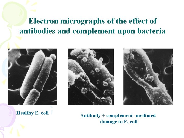 Electron micrographs of the effect of antibodies and complement upon bacteria Healthy E. coli