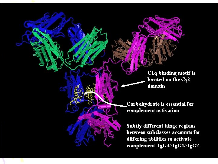 C 1 q binding motif is located on the Cg 2 domain Carbohydrate is