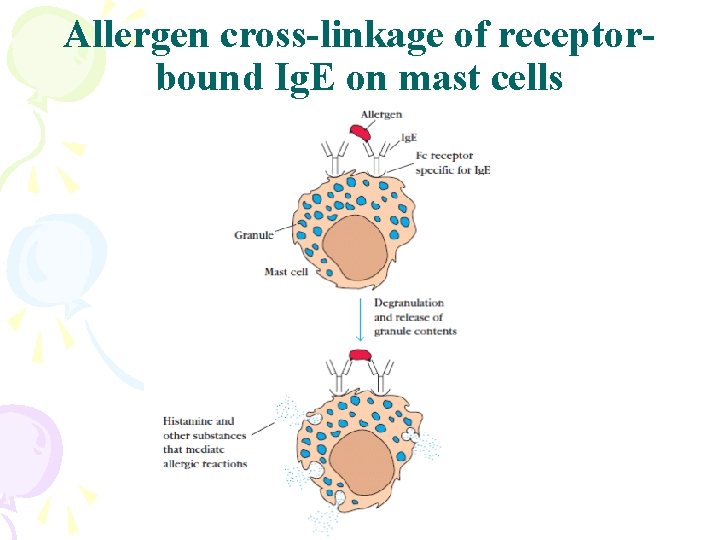 Allergen cross-linkage of receptorbound Ig. E on mast cells 