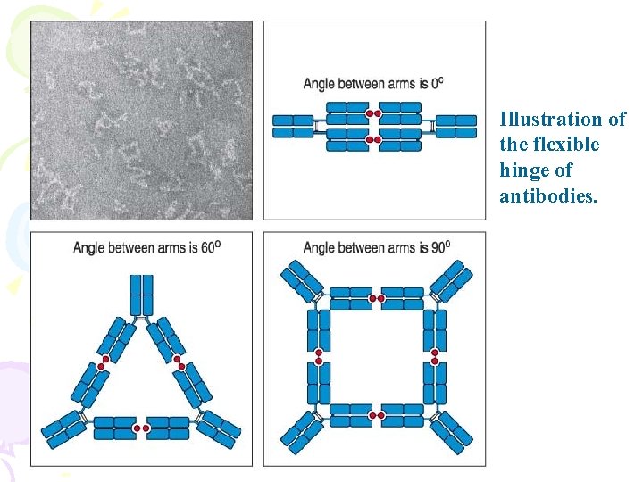 Illustration of the flexible hinge of antibodies. 