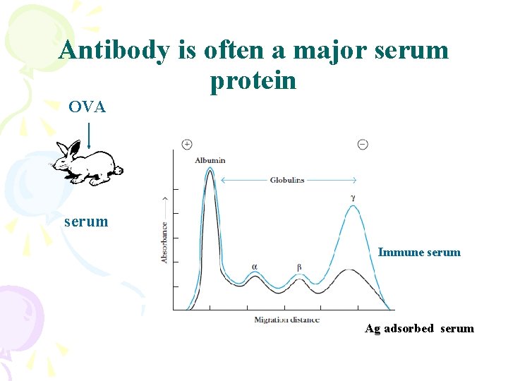 Antibody is often a major serum protein OVA serum Immune serum Ag adsorbed serum