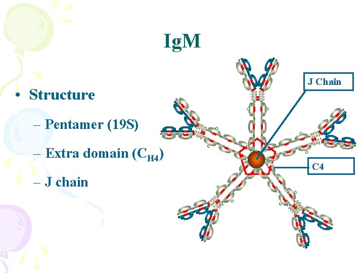 Ig. M • Structure J Chain – Pentamer (19 S) – Extra domain (CH