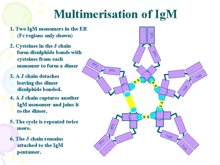 Multimerisation of Ig. M 3 Cm Cm 2 C Cm 4 C Cm 3