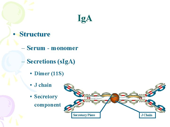 Ig. A • Structure – Serum - monomer – Secretions (s. Ig. A) •