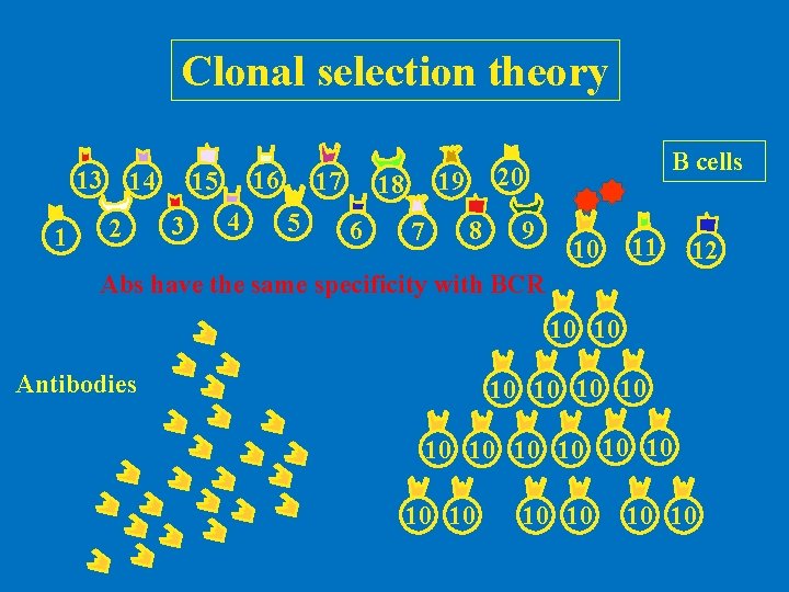 Clonal selection theory 13 1 14 2 16 15 3 4 17 5 6