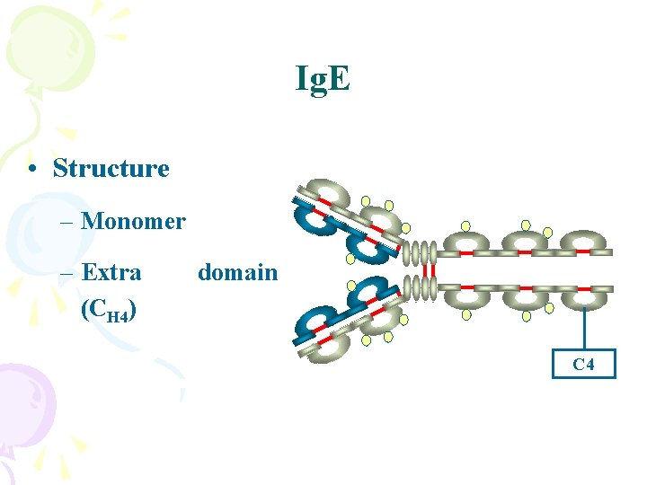 Ig. E • Structure – Monomer – Extra (CH 4) domain C 4 