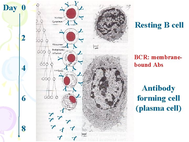 Y YY 4 Y YY YY Y 6 Y YY Y Y Y 8