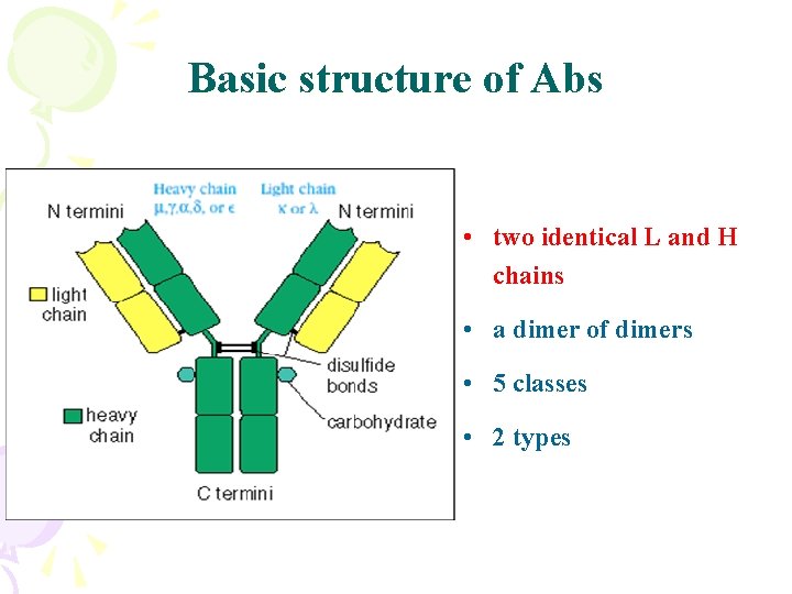 Basic structure of Abs • two identical L and H chains • a dimer