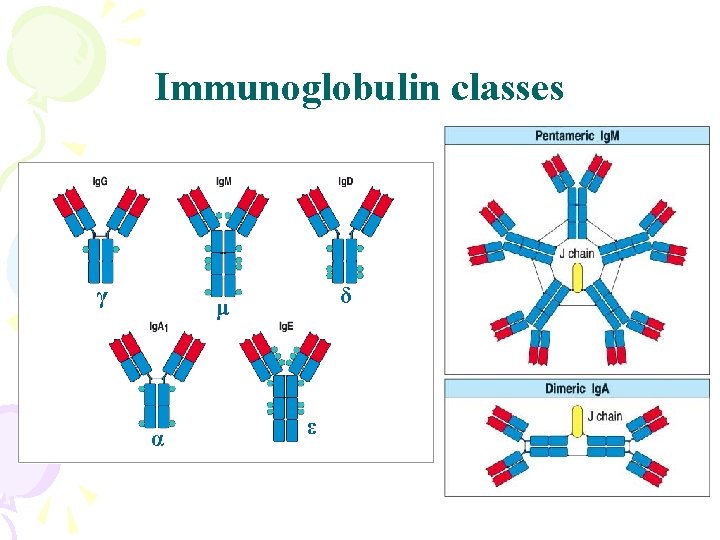 Immunoglobulin classes γ δ μ α ε 