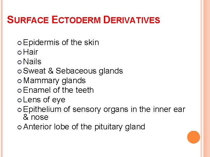 SURFACE ECTODERM DERIVATIVES Epidermis of the skin Hair Nails Sweat & Sebaceous glands Mammary