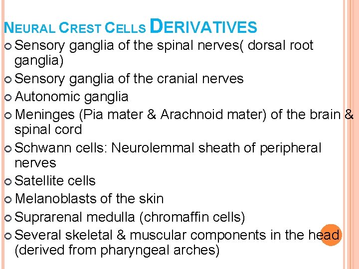NEURAL CREST CELLS DERIVATIVES Sensory ganglia of the spinal nerves( dorsal root ganglia) Sensory