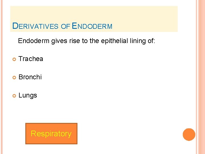 DERIVATIVES OF ENDODERM Endoderm gives rise to the epithelial lining of: Trachea Bronchi Lungs