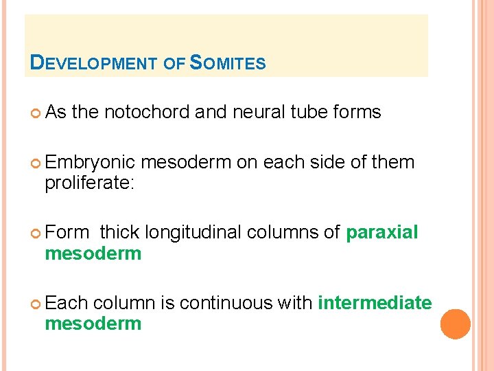DEVELOPMENT OF SOMITES As the notochord and neural tube forms Embryonic proliferate: mesoderm on