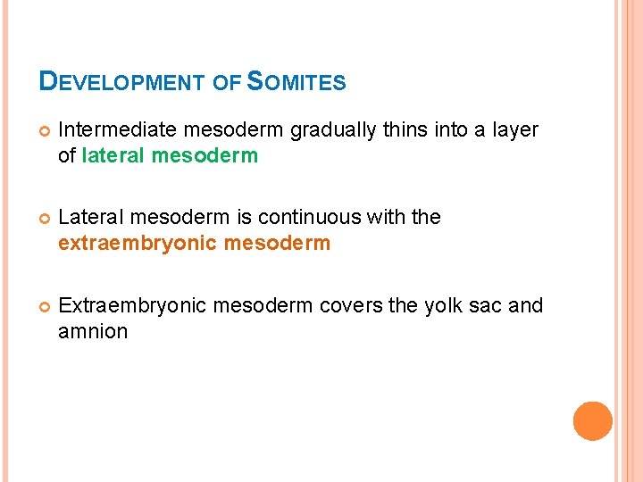 DEVELOPMENT OF SOMITES Intermediate mesoderm gradually thins into a layer of lateral mesoderm Lateral