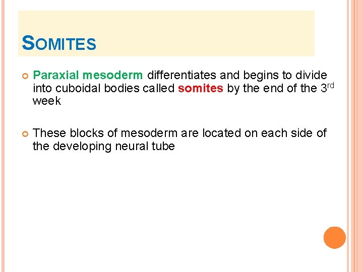 SOMITES Paraxial mesoderm differentiates and begins to divide into cuboidal bodies called somites by