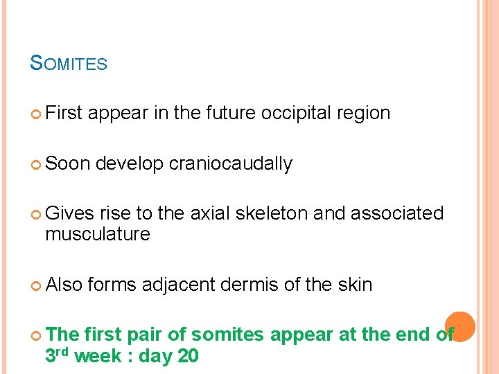 SOMITES First appear in the future occipital region Soon develop craniocaudally Gives rise to