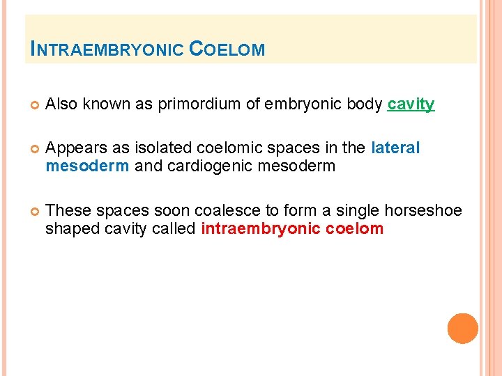 INTRAEMBRYONIC COELOM Also known as primordium of embryonic body cavity Appears as isolated coelomic