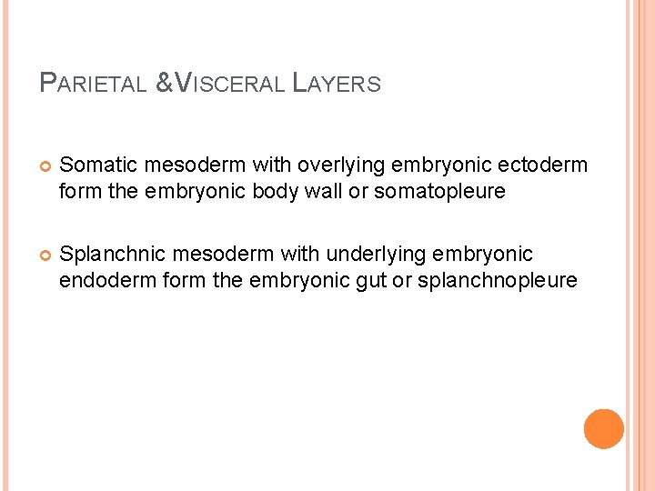 PARIETAL & VISCERAL LAYERS Somatic mesoderm with overlying embryonic ectoderm form the embryonic body