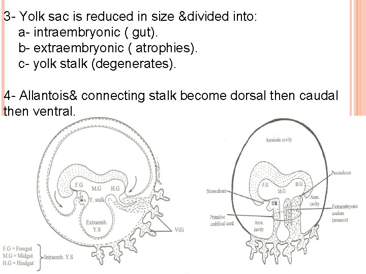 3 - Yolk sac is reduced in size &divided into: a- intraembryonic ( gut).