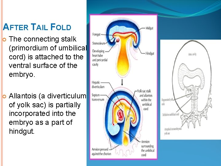 AFTER TAIL FOLD The connecting stalk (primordium of umbilical cord) is attached to the