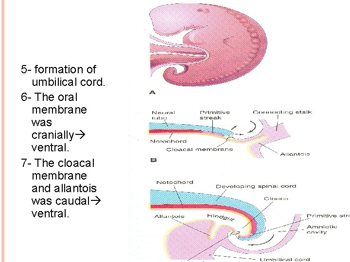 5 - formation of umbilical cord. 6 - The oral membrane was cranially ventral.