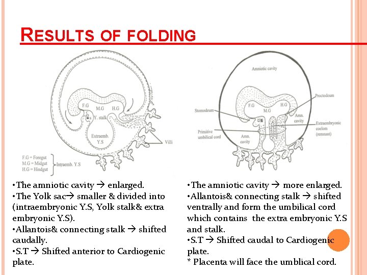 RESULTS OF FOLDING • The amniotic cavity enlarged. • The Yolk sac smaller &