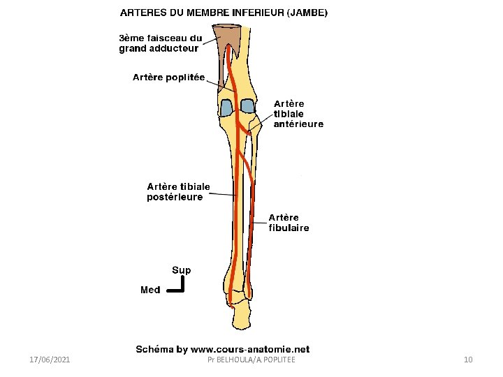 17/06/2021 Pr BELHOULA/A. POPLITEE 10 