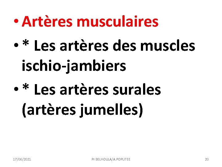  • Artères musculaires • * Les artères des muscles ischio-jambiers • * Les
