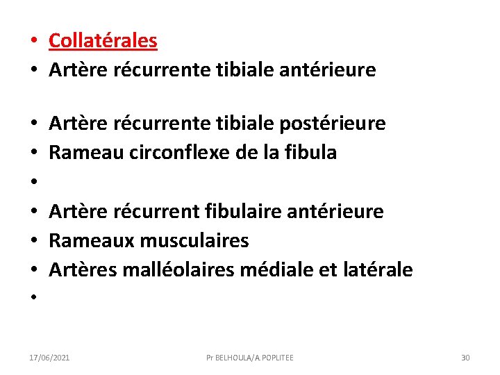  • Collatérales • Artère récurrente tibiale antérieure • • • Artère récurrente tibiale