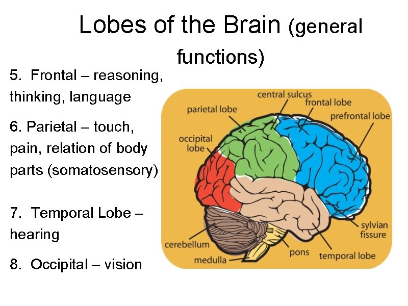 Lobes of the Brain (general 5. Frontal – reasoning, thinking, language 6. Parietal –