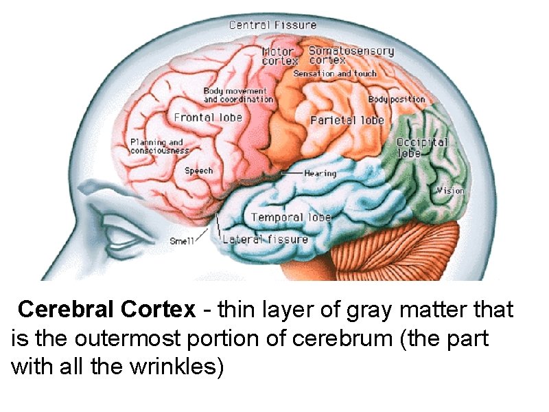 Cerebral Cortex - thin layer of gray matter that is the outermost portion of