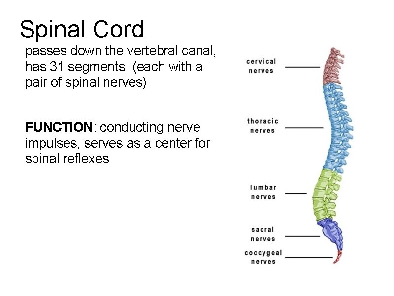 Spinal Cord passes down the vertebral canal, has 31 segments (each with a pair