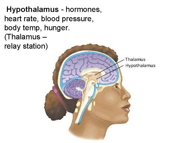 Hypothalamus - hormones, heart rate, blood pressure, body temp, hunger. (Thalamus – relay station)